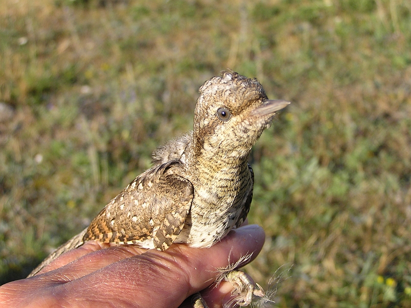 Eurasian Wryneck, Sundre 20080731